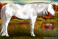 Horse Color:White Spotted Brown Dun Splash Varnish 