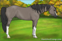 Horse Color:Brown Dun 