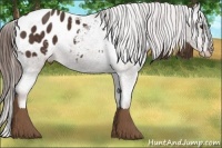 Horse Color:Liver Chestnut Appaloosa 