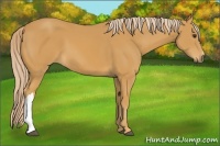 Horse Color:Palomino 