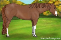 Horse Color:Chestnut 