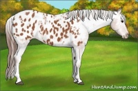Horse Color:Bay Ice Appaloosa 