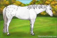 Horse Color:Grullo Roan Appaloosa 