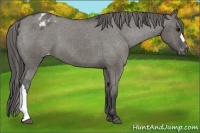 Horse Color:Grullo Varnish 