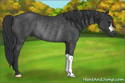 Horse Color:Black Rabicano 