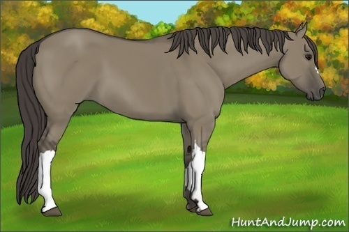 Horse Color:Smoky Grullo 
