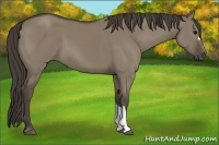 Horse Color:Smoky Grullo 