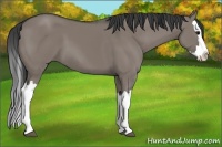 Horse Color:Grullo Splash 