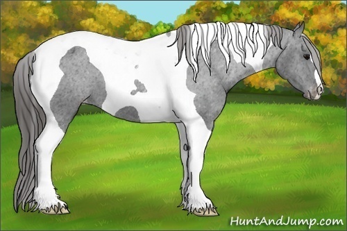 Horse Color:Black Tobiano Appaloosa 