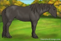 Horse Color:Smoky Black