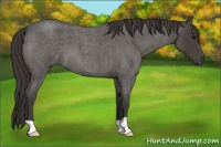 Horse Color:Smoky Blue Roan 
