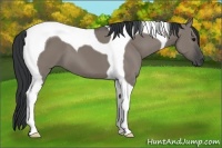 Horse Color:Grullo Tobiano 