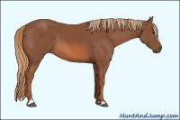 Horse Color:Liver Chestnut Sabino
