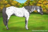 Horse Color:White Spotted Black Appaloosa