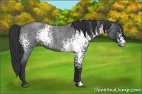 Horse Color:White Spotted Blue Roan 