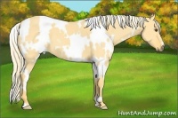 Horse Color:White Spotted Palomino Dun 