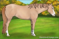 Horse Color:Gold Champagne Splash 