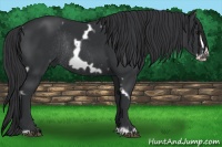 Horse Color:White Spotted Black Frame Rabicano 