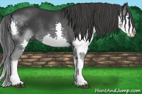 Horse Color:Black Splash Rabicano 