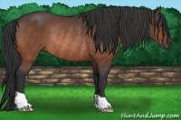 Horse Color:Bay Rabicano 