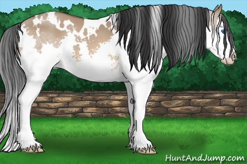 Horse Color: White Spotted Bay Dun Splash 