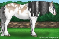 Horse Color:White Spotted Bay Dun Splash 