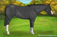 Horse Color:Blue Roan 