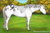 Horse Color:Black Splash Appaloosa 