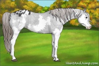 Horse Color:White Spotted Black Splash Blanket Rabicano 