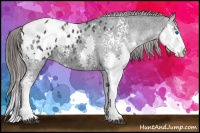 Horse Color:White Spotted Black Splash Appaloosa Rabicano