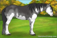 Horse Color:Black Splash 