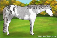 Horse Color:Black Splash Appaloosa 