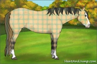 Horse Color:Plaid Buckskin Roan Splash