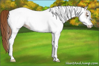 Horse Color:White Spotted Chestnut 