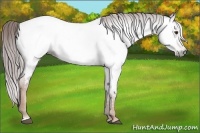 Horse Color:Gray Chestnut Near Fewspot 