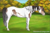 Horse Color:Bay Splash Tobiano 