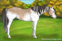 Horse Color:White Spotted Amber Champagne Splash 