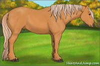 Horse Color:Chocolate Palomino 