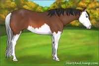 Horse Color:Bay Splash 