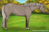 Horse Color:Silver Grullo Roan