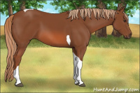 Horse Color:Liver Chestnut Tobiano
