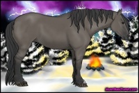Horse Color:Grullo 