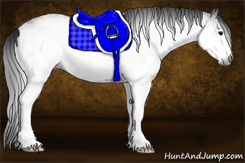 Horse Color:Gray White Spotted Black 