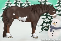 Horse Color:Liver Chestnut Frame 