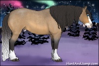 Horse Color:Buckskin Roan Splash 