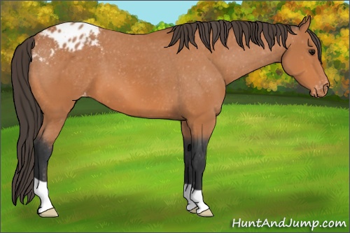Horse Color: Bay Blanket 