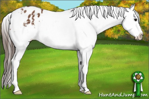 Horse Color: Bay Blanket 
