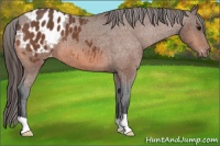 Horse Color:Bay Appaloosa 
