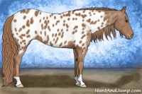 Horse Color:Chestnut Near Leopard 