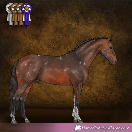 Horse Color:Bay Tobiano 
